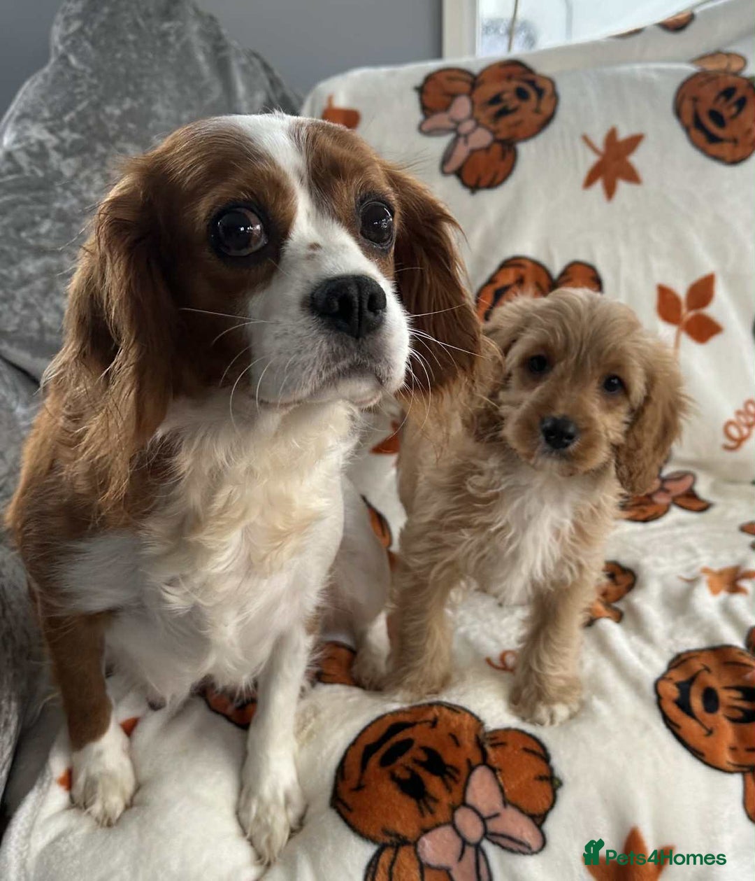 Cavapoo dogs for sale: DNA clear Cavapoo’s  - Image 5