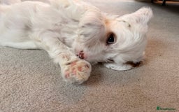 Australian Labradoodle dogs for sale: 🐶READY FOR NEW 🏡 Pure Australian Labradoodle  - Image 12