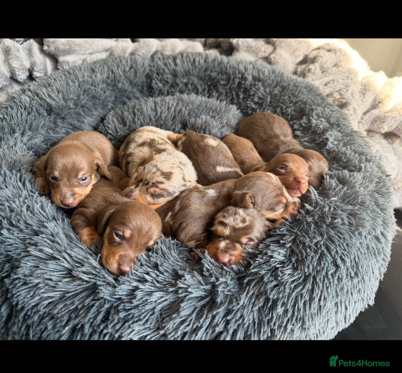 Miniature Dachshund dogs Kennel club Mini Dachshunds  - Advert 1