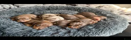 Miniature Dachshund dogs for sale: Kennel club Mini Dachshunds  - Advert 3