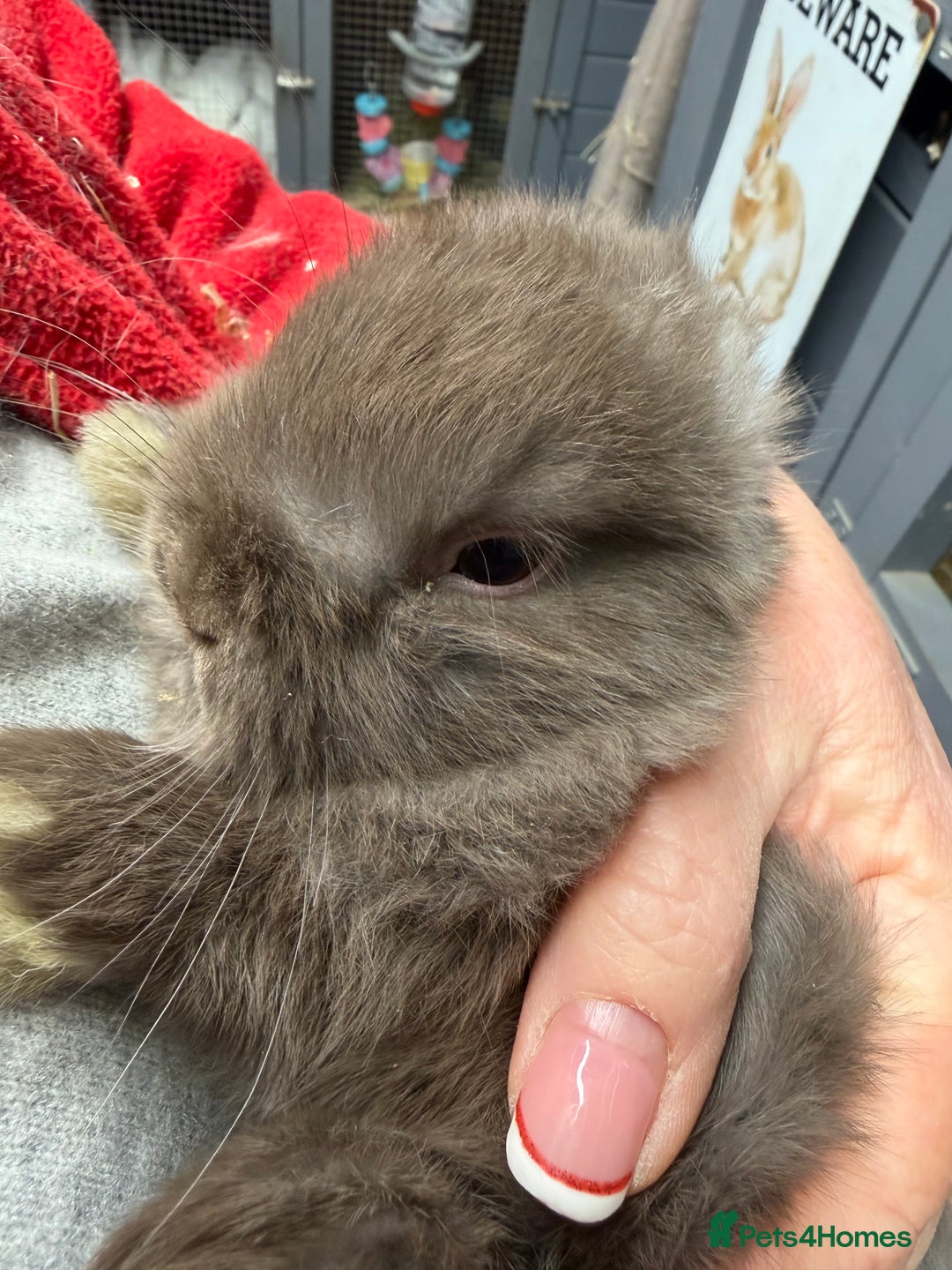 Mini Lop rabbits for sale: Stunning Mini lops vaccinated for sale. All bucks  - Advert 7