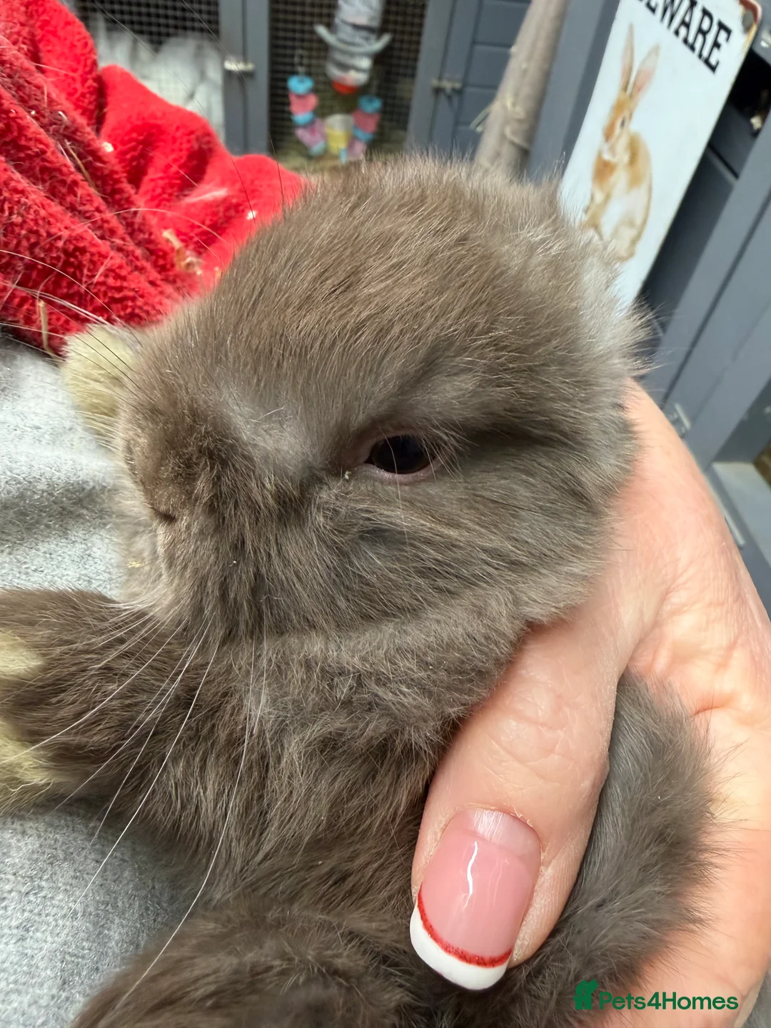 Mini Lop rabbits for sale: Stunning Mini lops vaccinated for sale. Mixed sex  - Advert 7