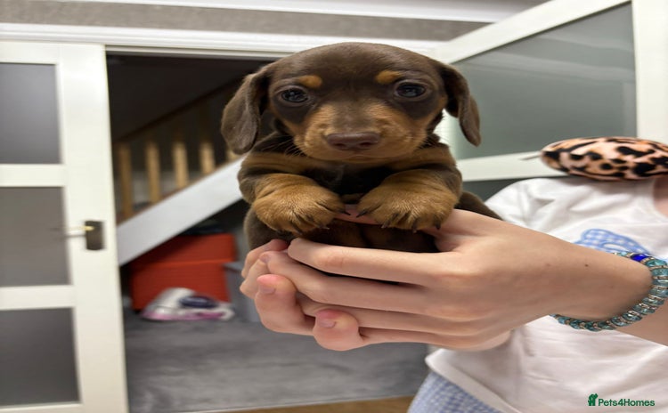 Miniature Dachshund dogs - Advert 4