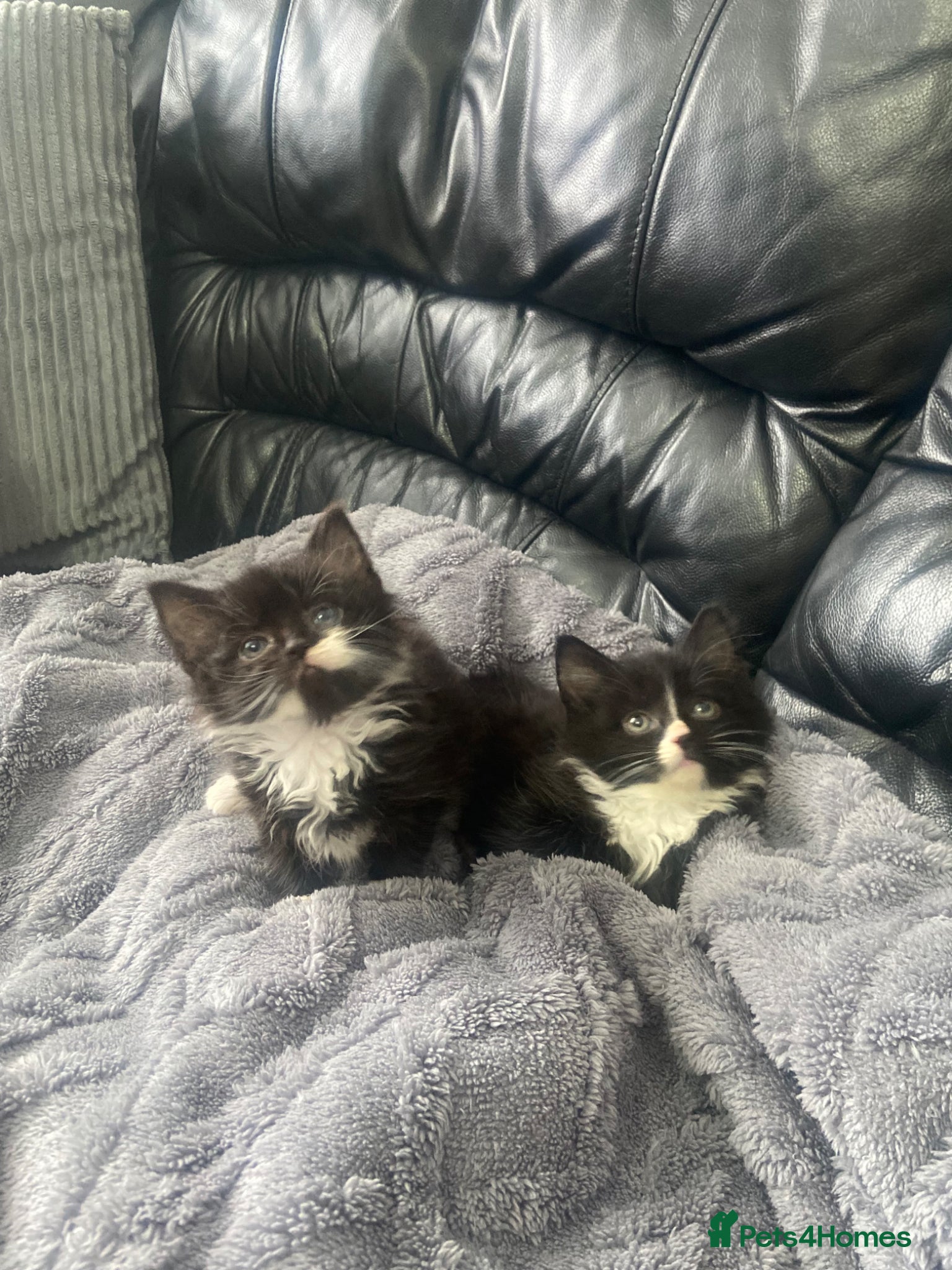 Mixed Breed cats Kittens looking for a loving home  - Advert 1
