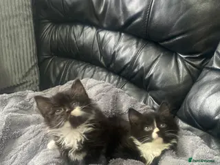 Mixed Breed cats Kittens looking for a loving home - Advert 1