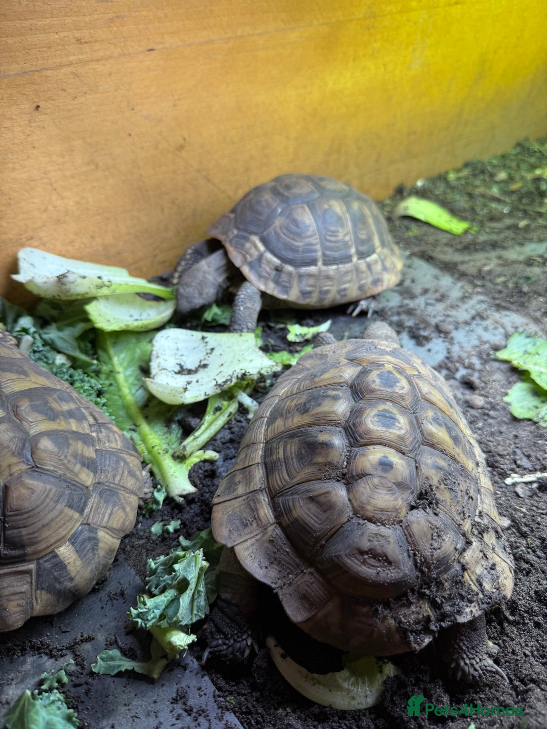 Tortoise reptiles for sale: Hermanns - Image 1