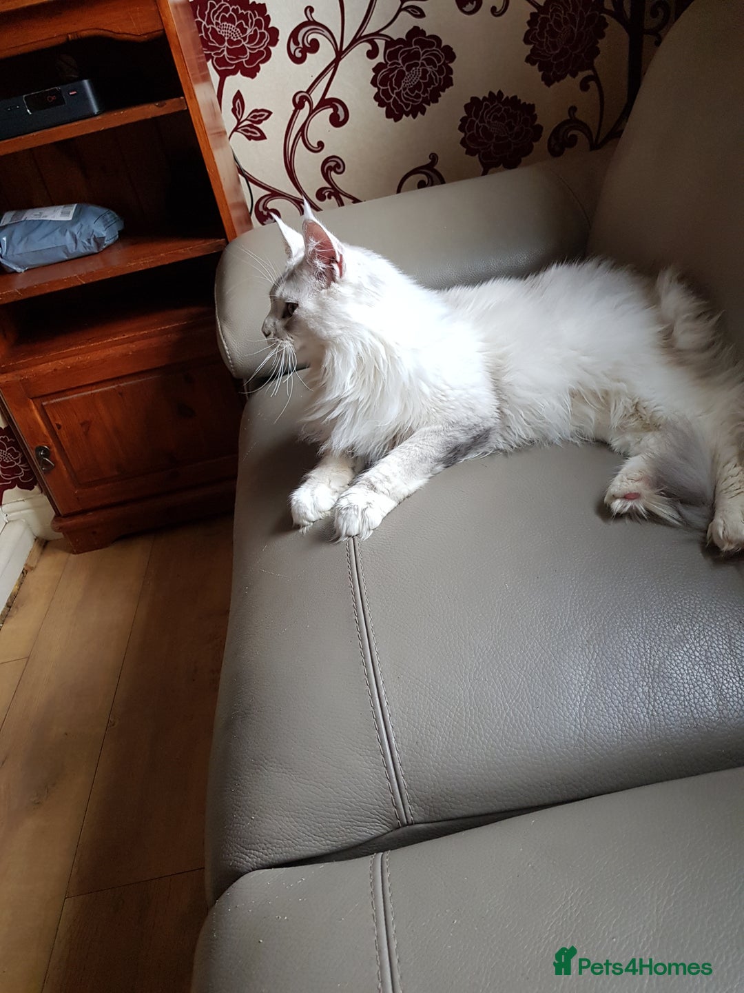 Maine Coon cats for sale: 2 stunning pure bread maine coon kittens  - Advert 7