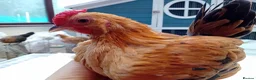 Chickens poultry for sale: Bearded Serama Trio for Loving Home - Advert 5