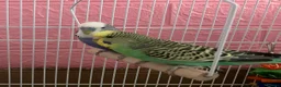 Budgerigars birds for sale: Birds for good homes - Advert 1