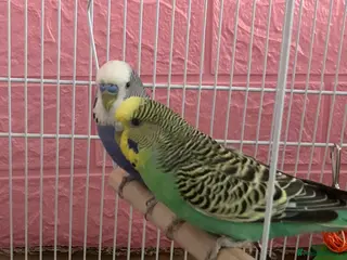 Budgerigars birds Birds for good homes - Advert 1
