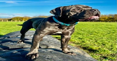Cane Corso dogs in Oxford - Advert 6