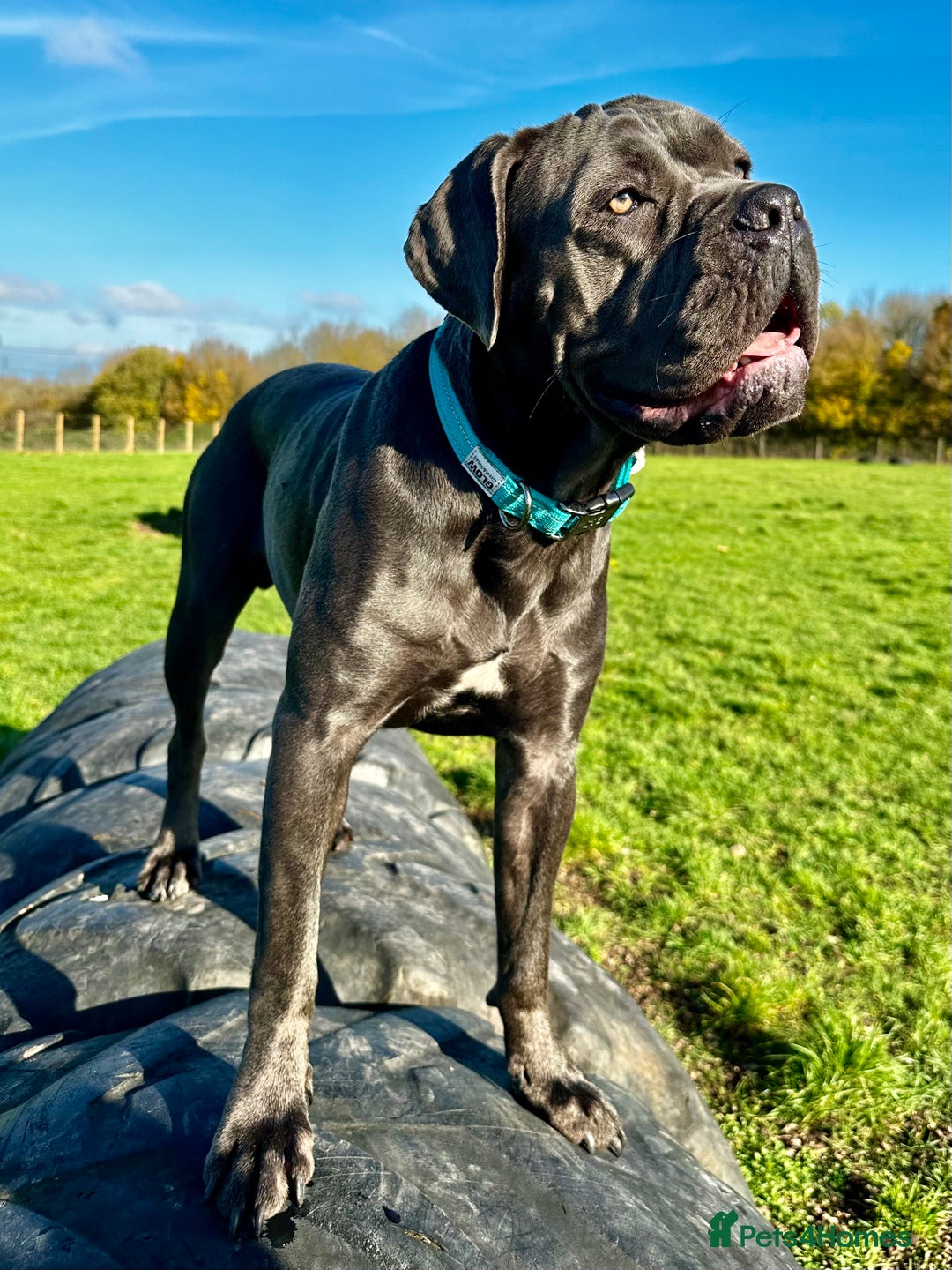 Cane Corso dogs for adoption: Urgently rehoming  in Oxford - Image 3