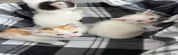 Mixed Breed cats for sale: Kittens  - Advert 8