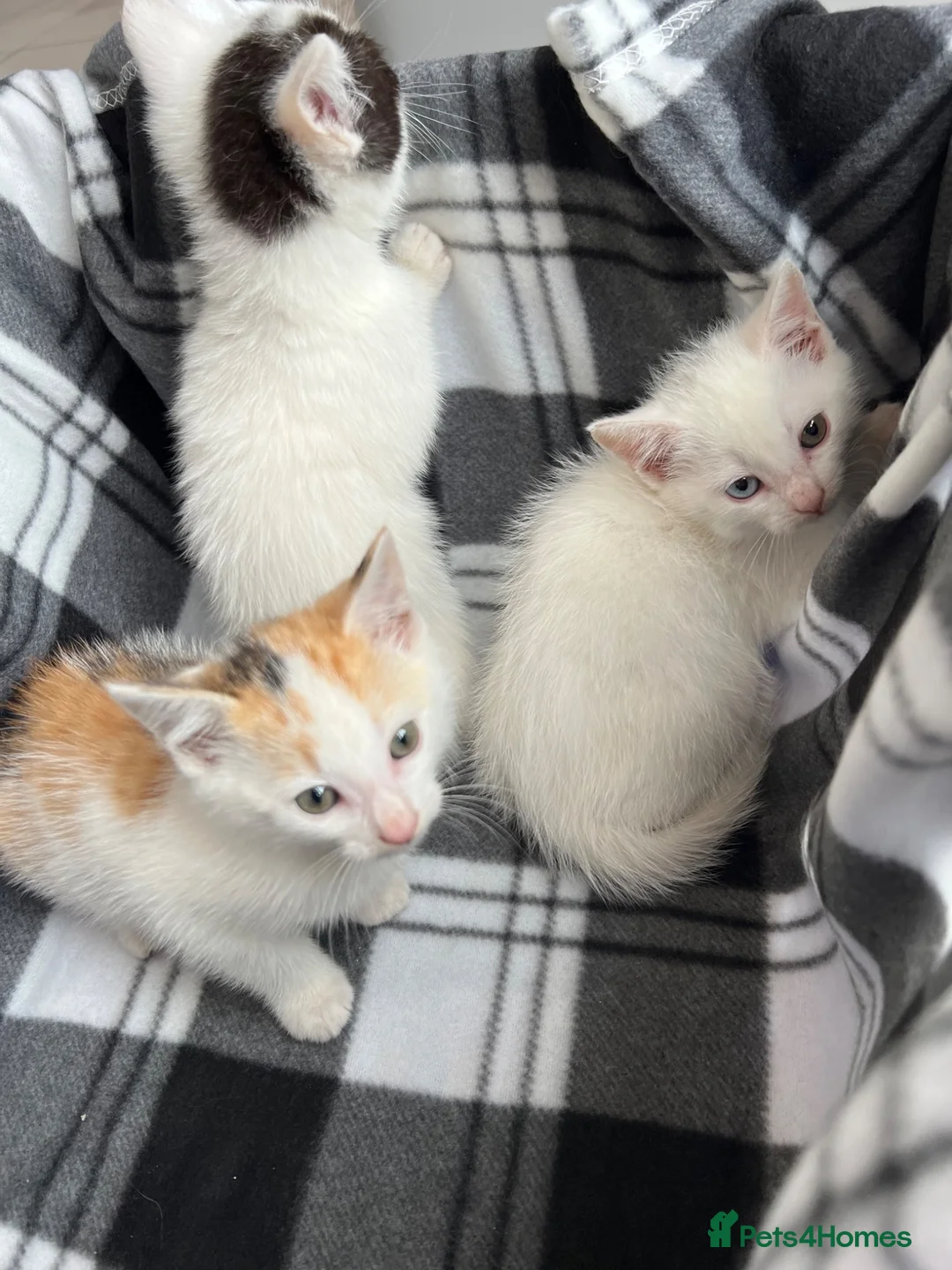 Mixed Breed cats for sale: Kittens  - Advert 8