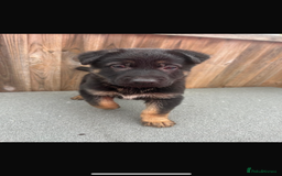 German Shepherd dogs for sale: German shepherd puppies - Image 2