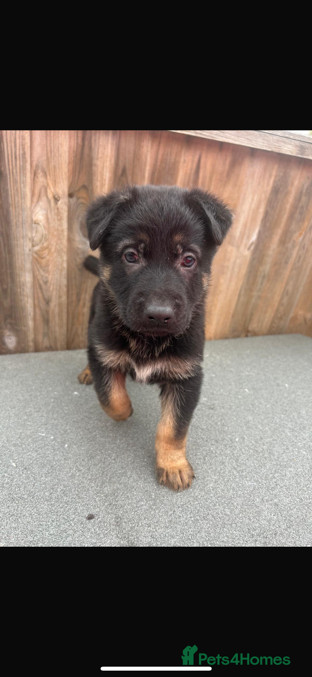 German Shepherd dogs for sale: German shepherd puppies - Image 2