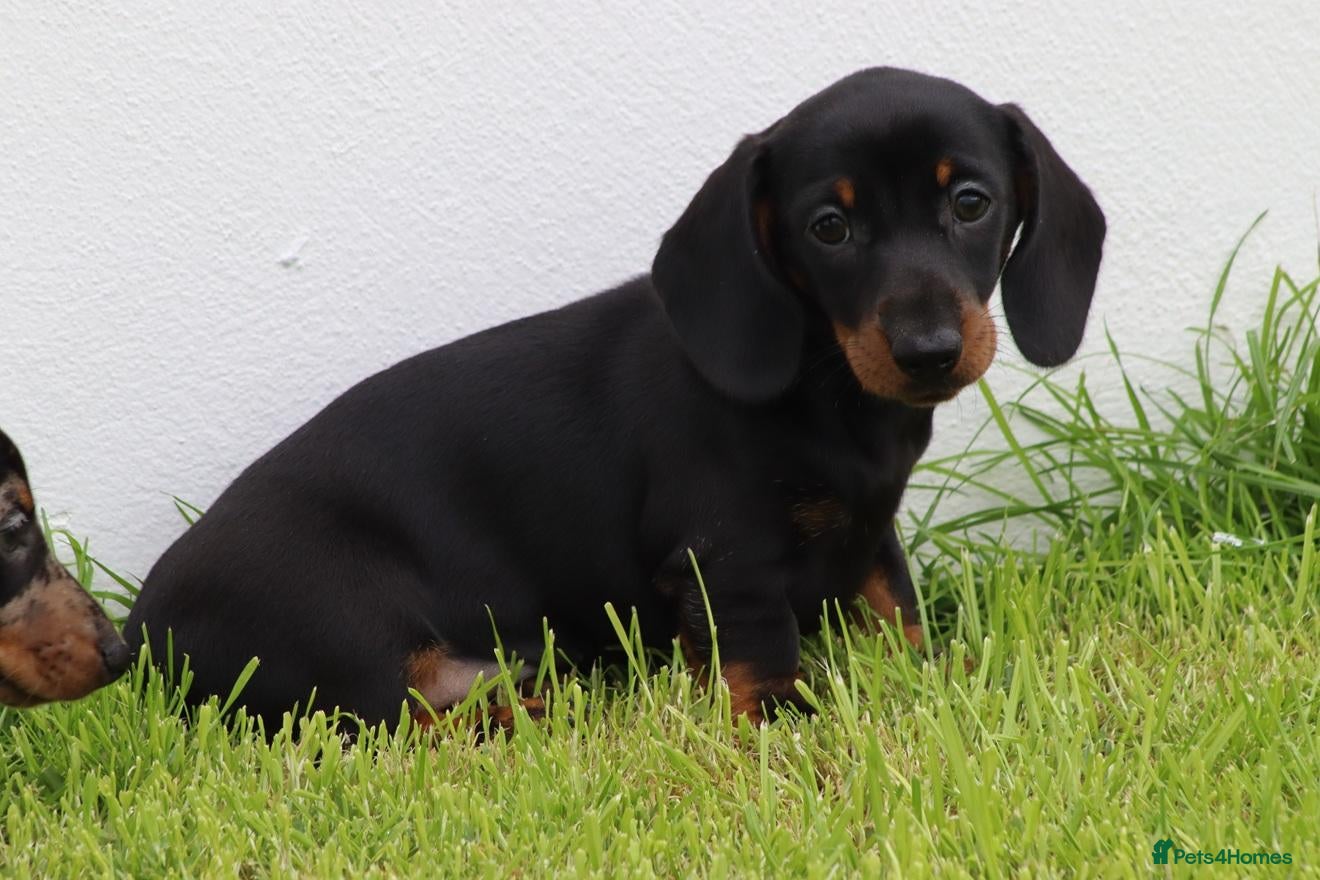 Dachshund dogs Miniature Dachshund puppies for sale - Advert 1