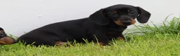 Dachshund dogs for sale: Miniature Dachshund puppies for sale - Advert 20