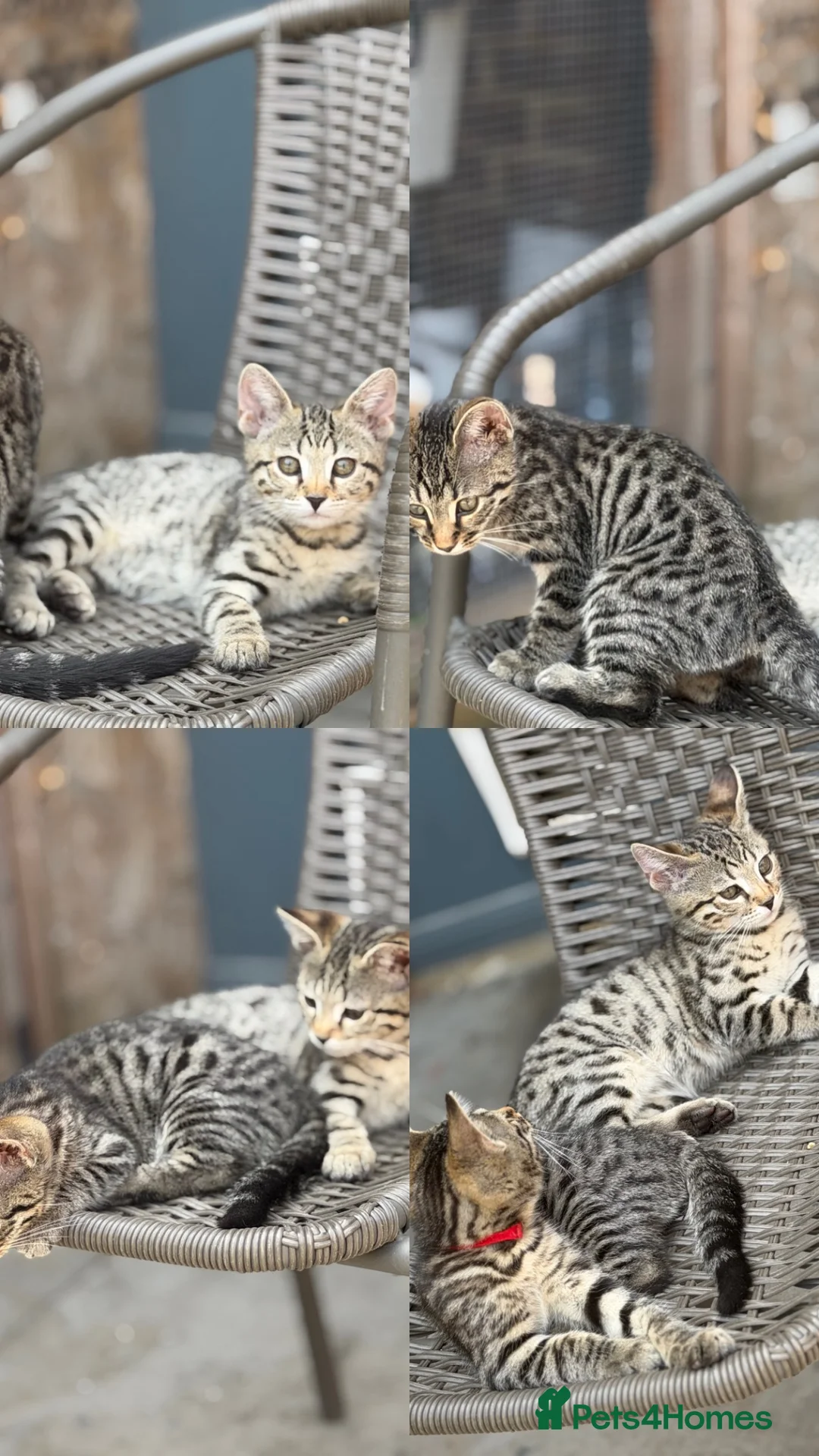 Bengal cats for sale: Two stunning boys left ❤️ - Advert 1