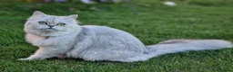 Scottish Fold cats for sale: Stunning White Scottish Fold Girl - Advert 7