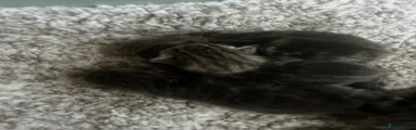 Maine Coon 4
