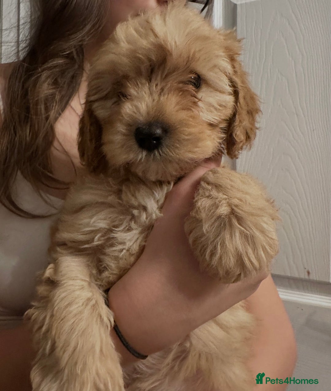 Cavapoo dogs for sale: Beautiful litter of cavapoos  - Advert 10