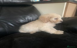Cockapoo dogs for sale: Ready Now Beautiful litter of cockapoo puppies  - Image 2