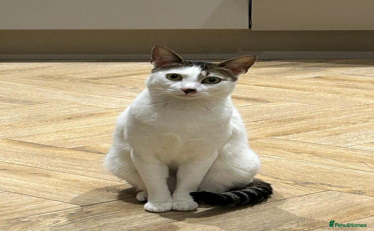 Mixed Breed cats - Advert 1