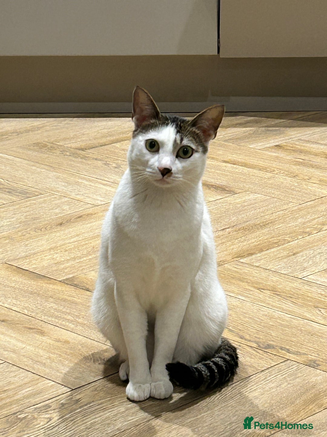Mixed Breed cats for sale: Affectionate Cat Looking for a Forever Home - Image 1