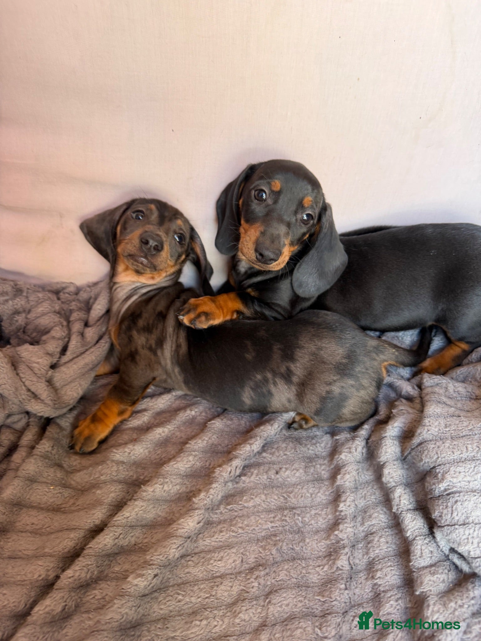 Miniature Dachshund dogs Miniature dachshund puppies for sale - Advert 7