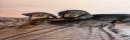 Miniature Dachshund dogs for sale: Miniature dachshund puppies for sale in Stevenage - Advert 3