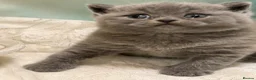 British Shorthair cats for sale: Beautiful British Shorthair kittens to reserve - Advert 29