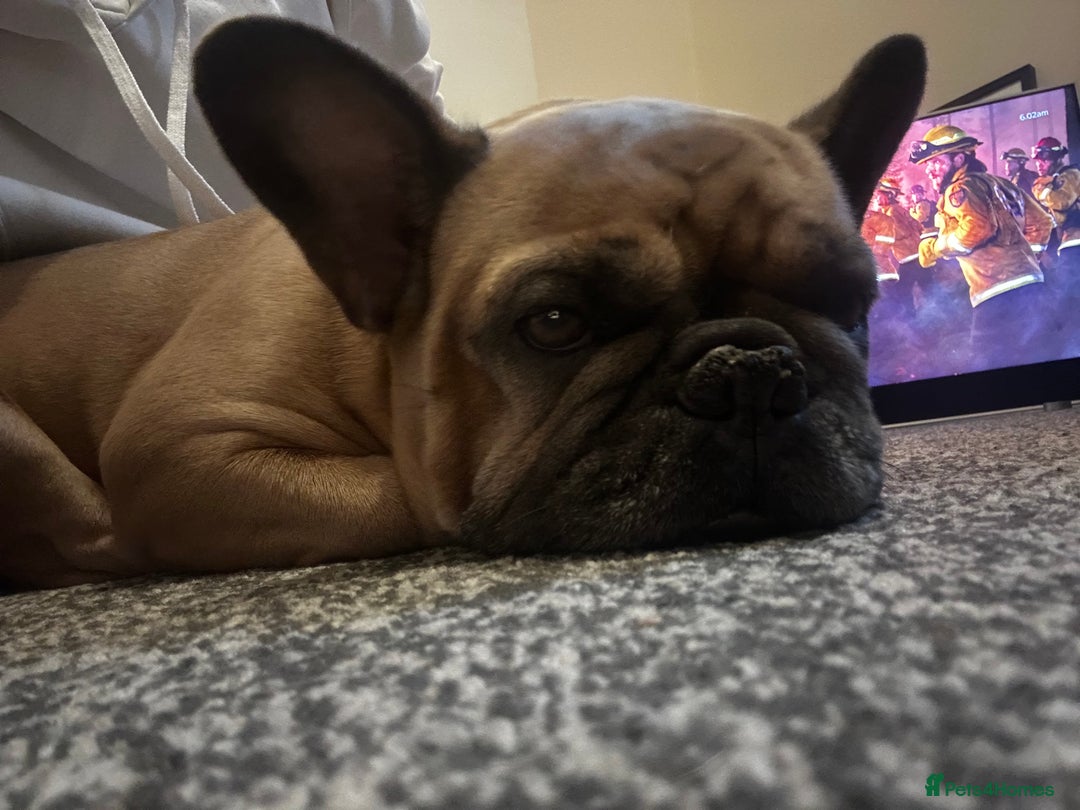 French Bulldog dogs for sale: Beautiful adult female Frenchie - Image 5