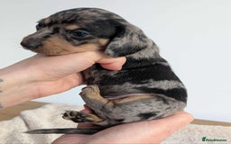 Miniature Dachshund dogs for sale: Miniature dachshund  - Image 8