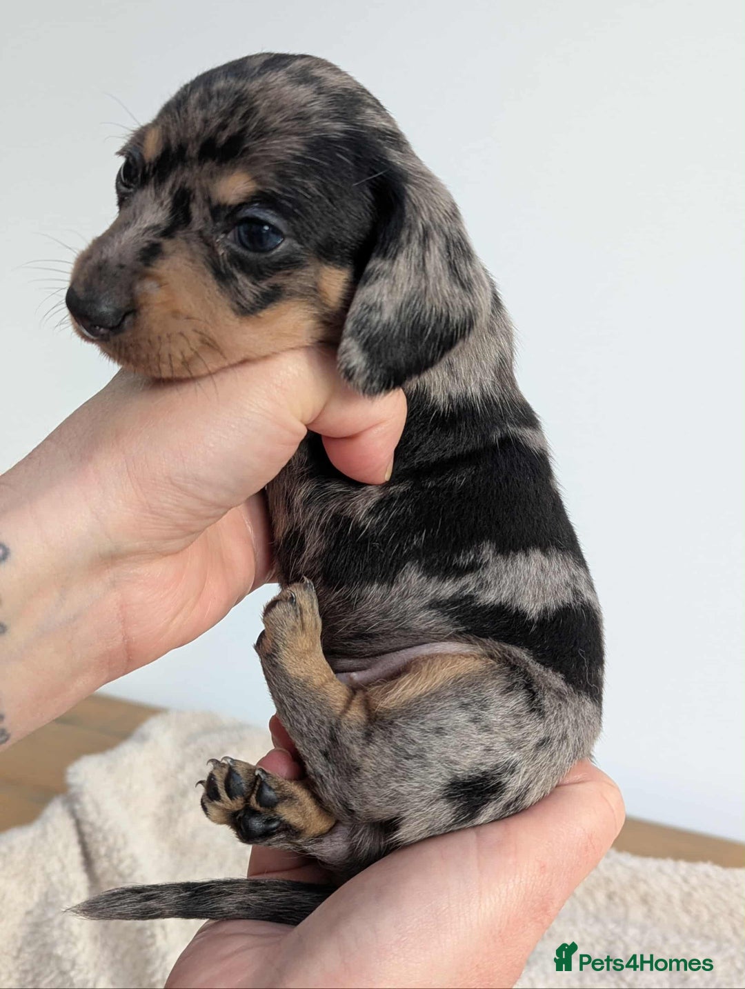 Miniature Dachshund dogs for sale: Miniature dachshund  - Image 8