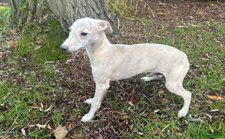 Whippet dogs - Advert 1