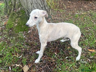 Whippet dogs - Advert 10