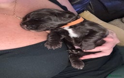 Sprocker dogs for sale: Sprocker Puppies - Image 5