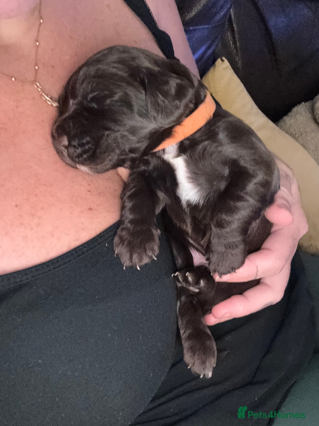 Sprocker dogs for sale: Sprocker Puppies - Image 5