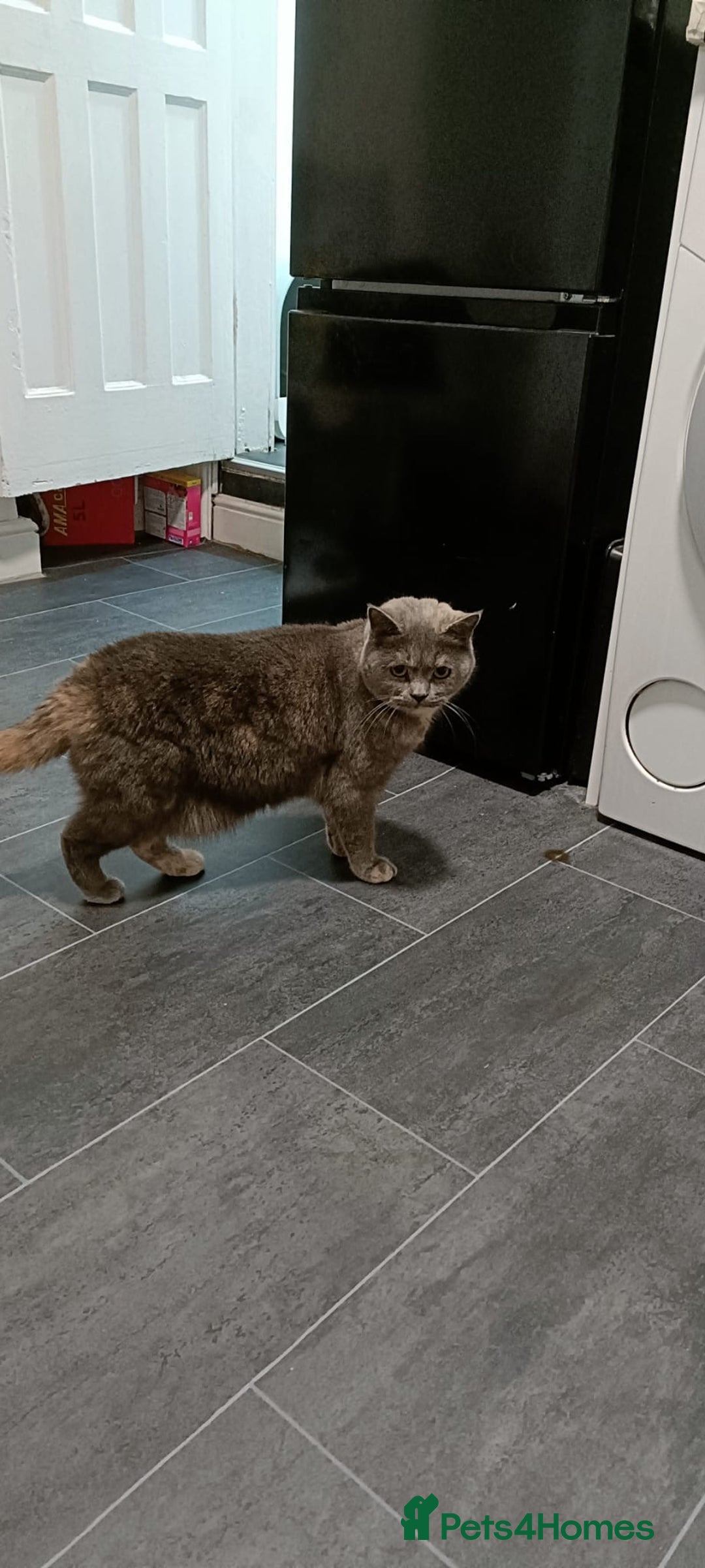 Persian cats for sale: Persian blue - Advert 13