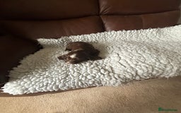 Cocker Spaniel dogs for sale: 5 Pedigree Working Cocker Pups for Sale  - Image 9