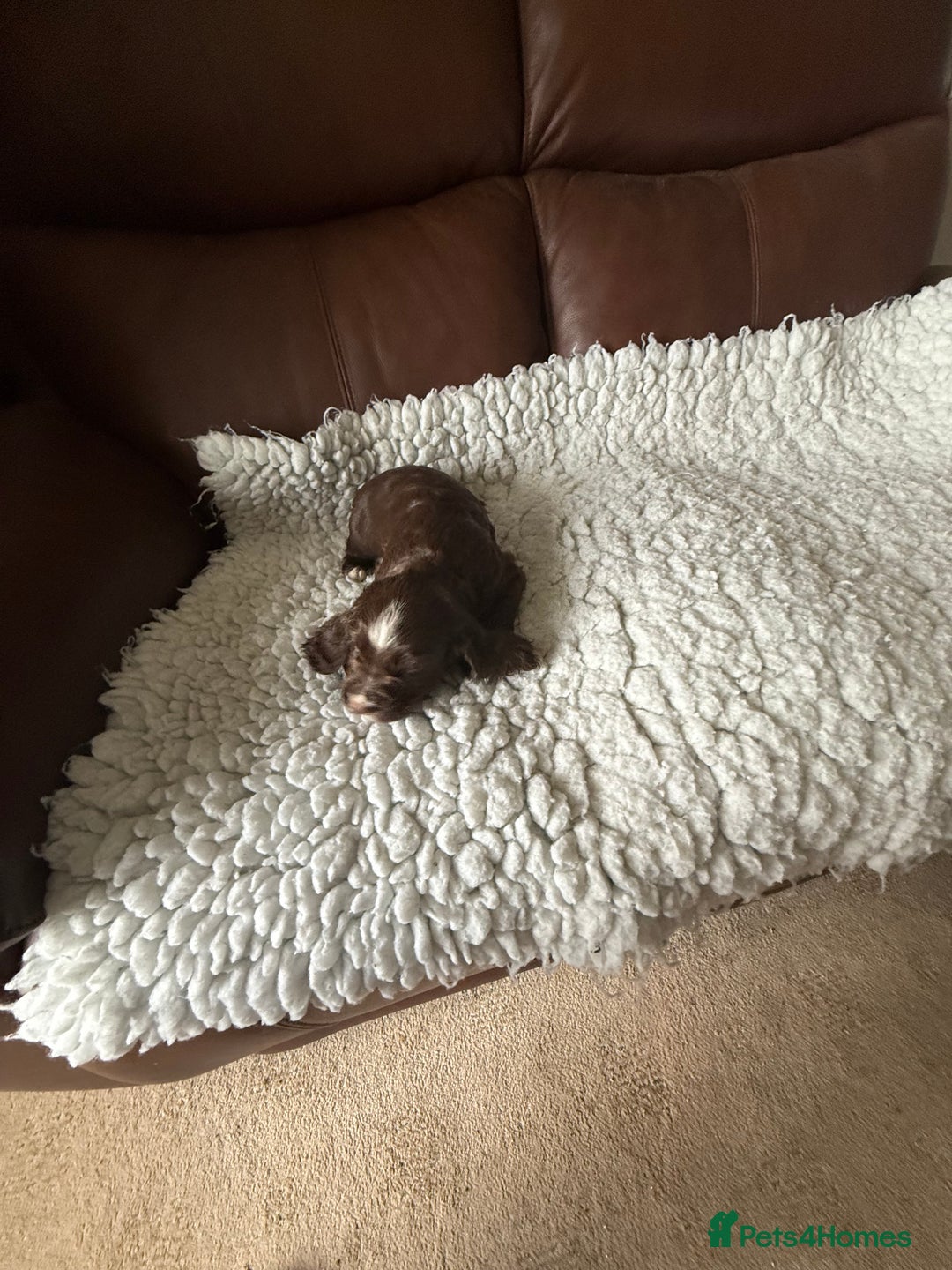 Cocker Spaniel dogs for sale: 5 Pedigree Working Cocker Pups for Sale  - Image 9