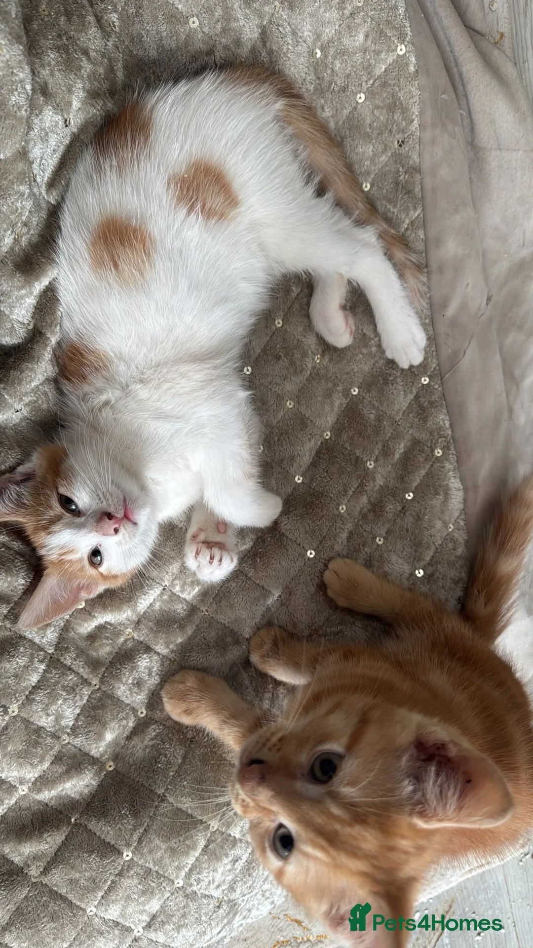 Mixed Breed cats for sale: ginger kittens  - Advert 2
