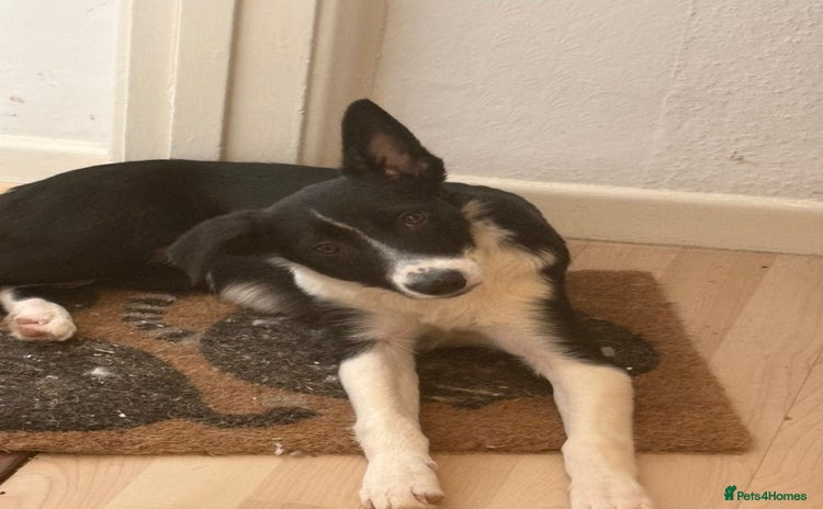 Border Collie dogs - Advert 2