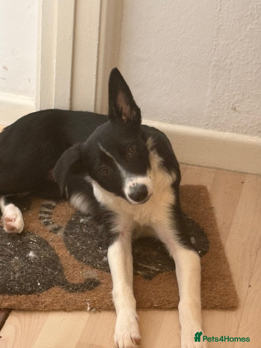 Border Collie dogs for sale: Yuki (available asap) - Image 1