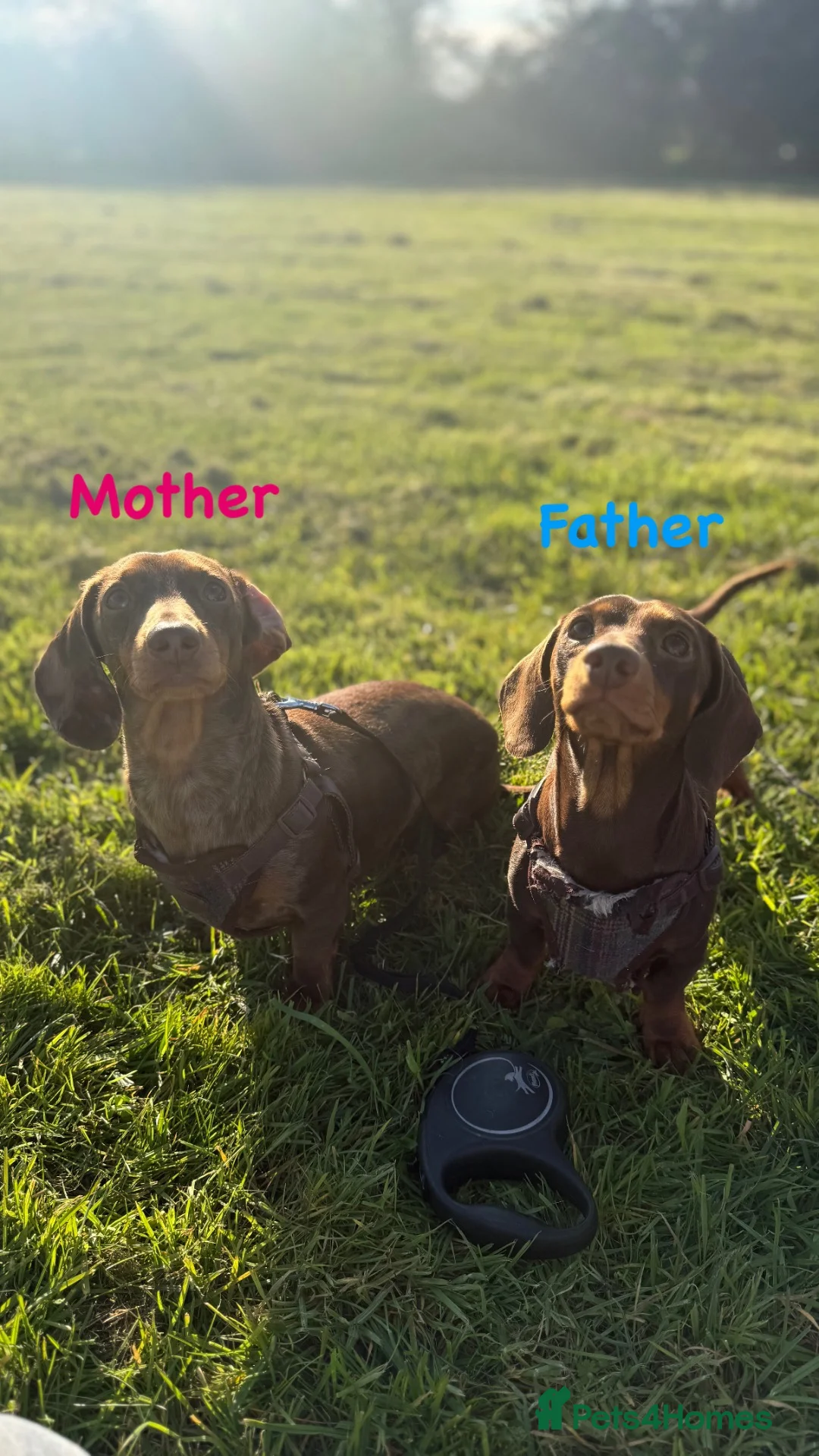 Miniature Dachshund dogs for sale: Miniature Dachshund Puppies Due Soon! - Advert 2