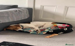Mixed Breed dogs for adoption: Stevie, female, for foster or adoption - Image 6