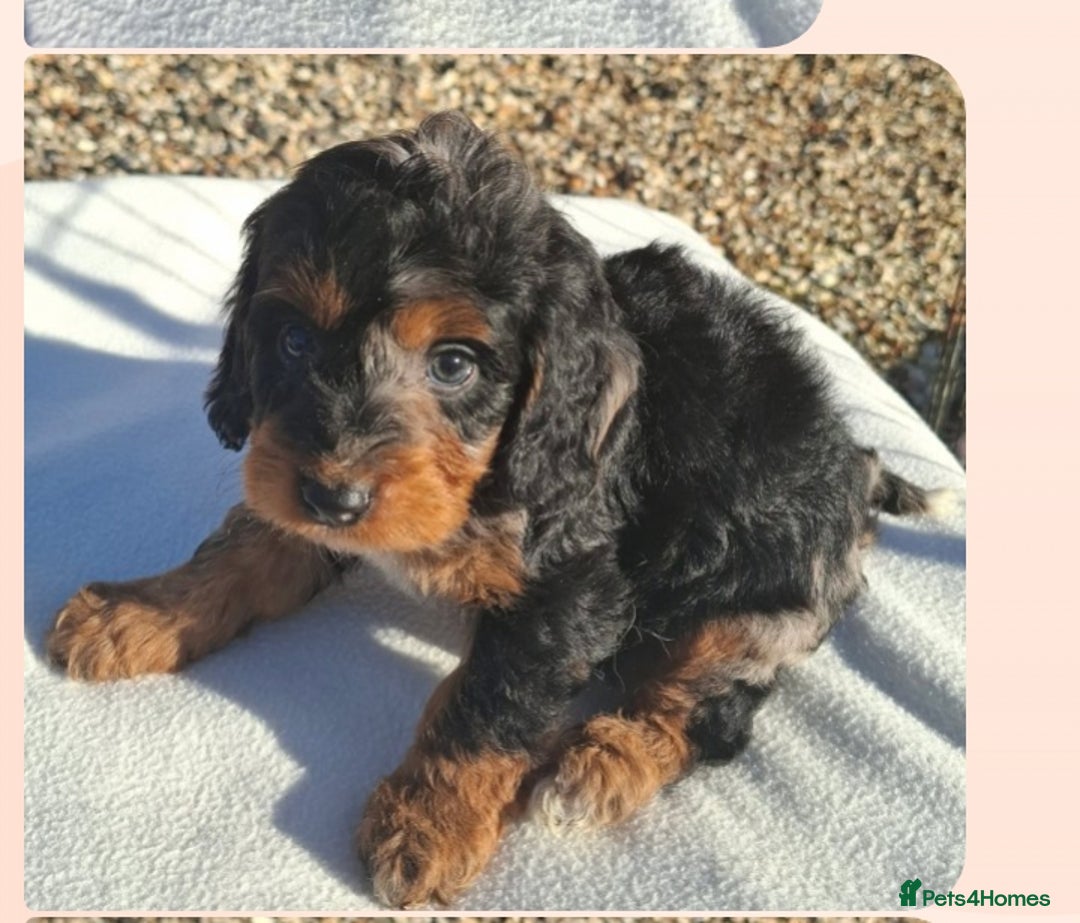 Cockapoo dogs for sale: Cockapoo puppies f1 Rare exceptional litter!!!!♥️ - Image 9