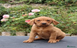 Labrador Retriever dogs for sale: Health Tested Fox Red Puppies for Sale - Image 10