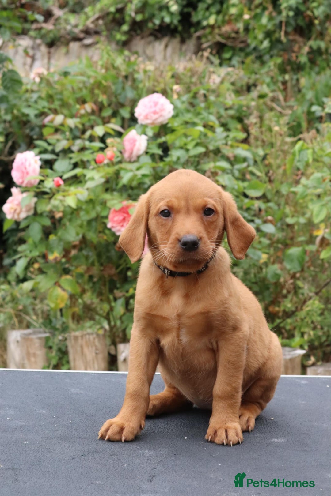Labrador Retriever dogs for sale: Health Tested Fox Red Puppies for Sale - Image 10